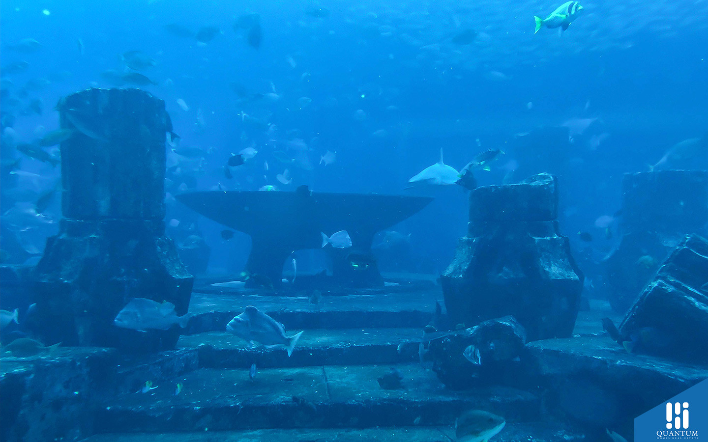 marine life at Lost Chambers Aquarium