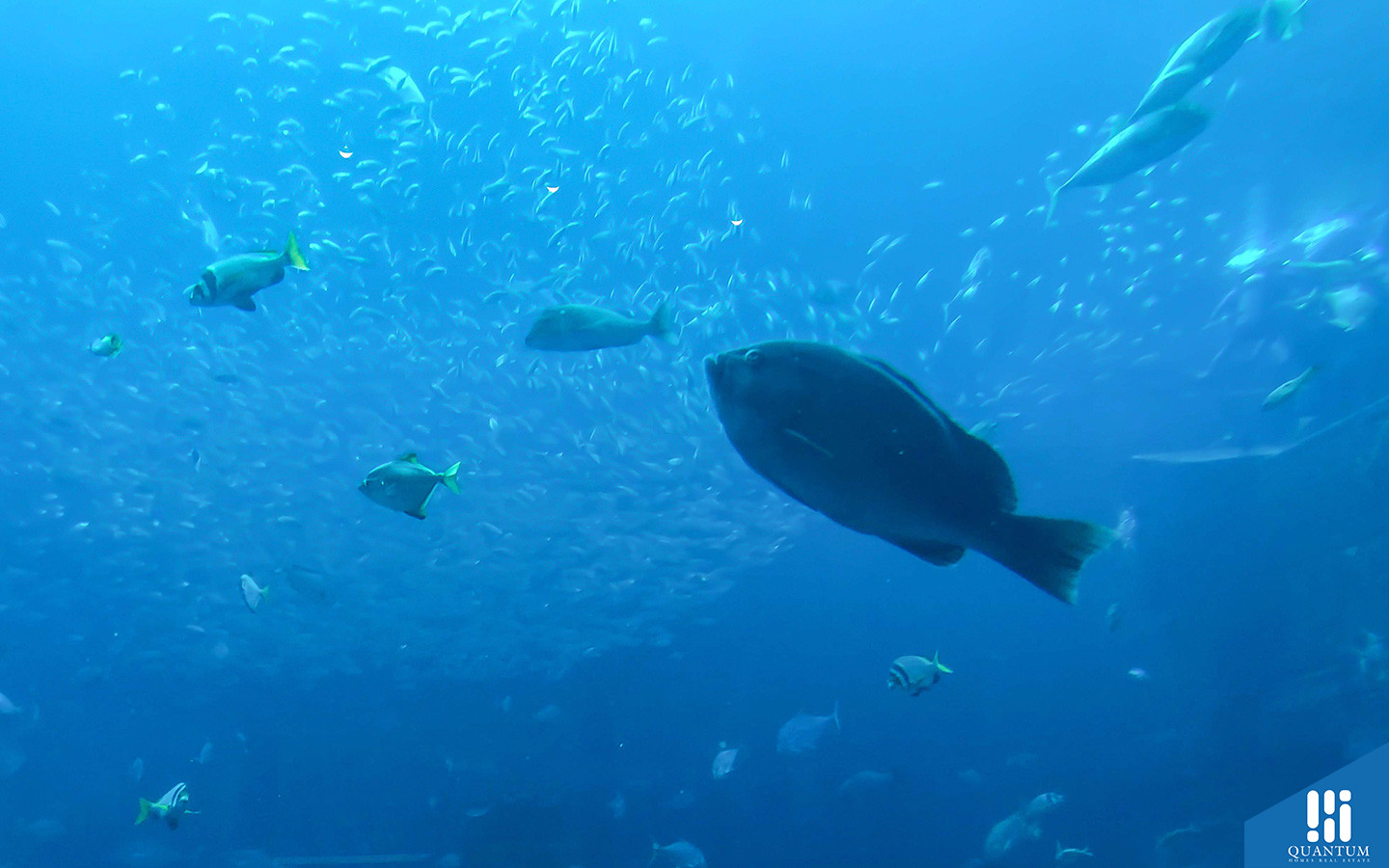 The Lost Chambers Aquarium in Atlantis