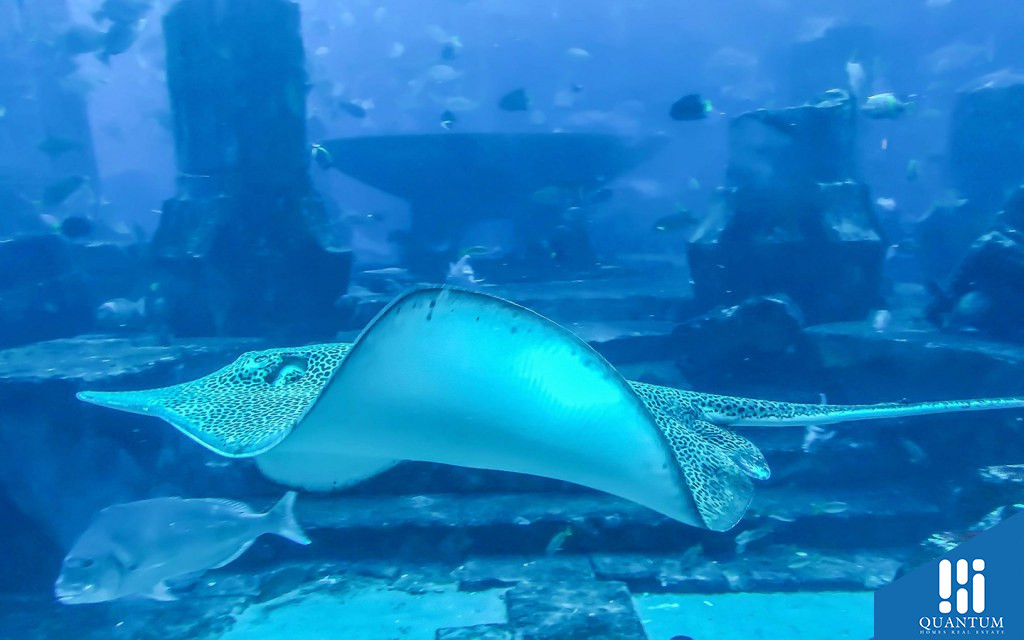 The Lost Chambers Aquarium