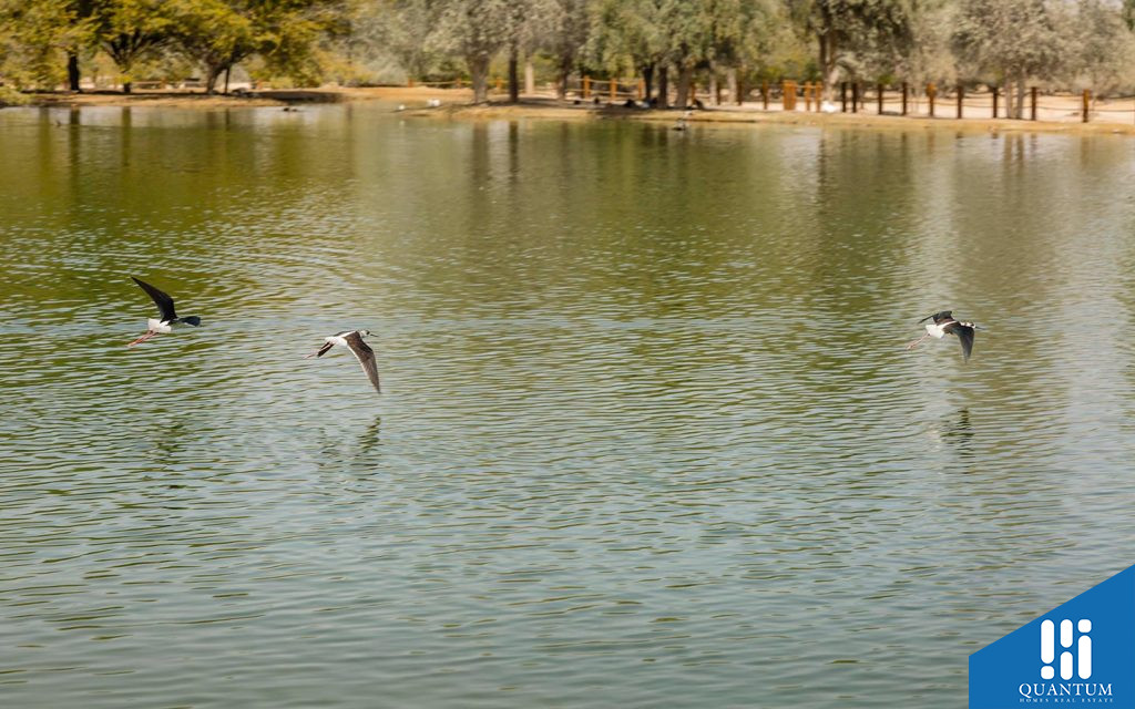 al qudra lake near bait al aseel akoya oxygen
