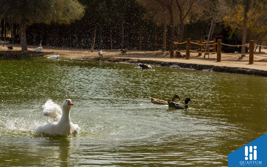 AL Qudra Lake Swan Lake